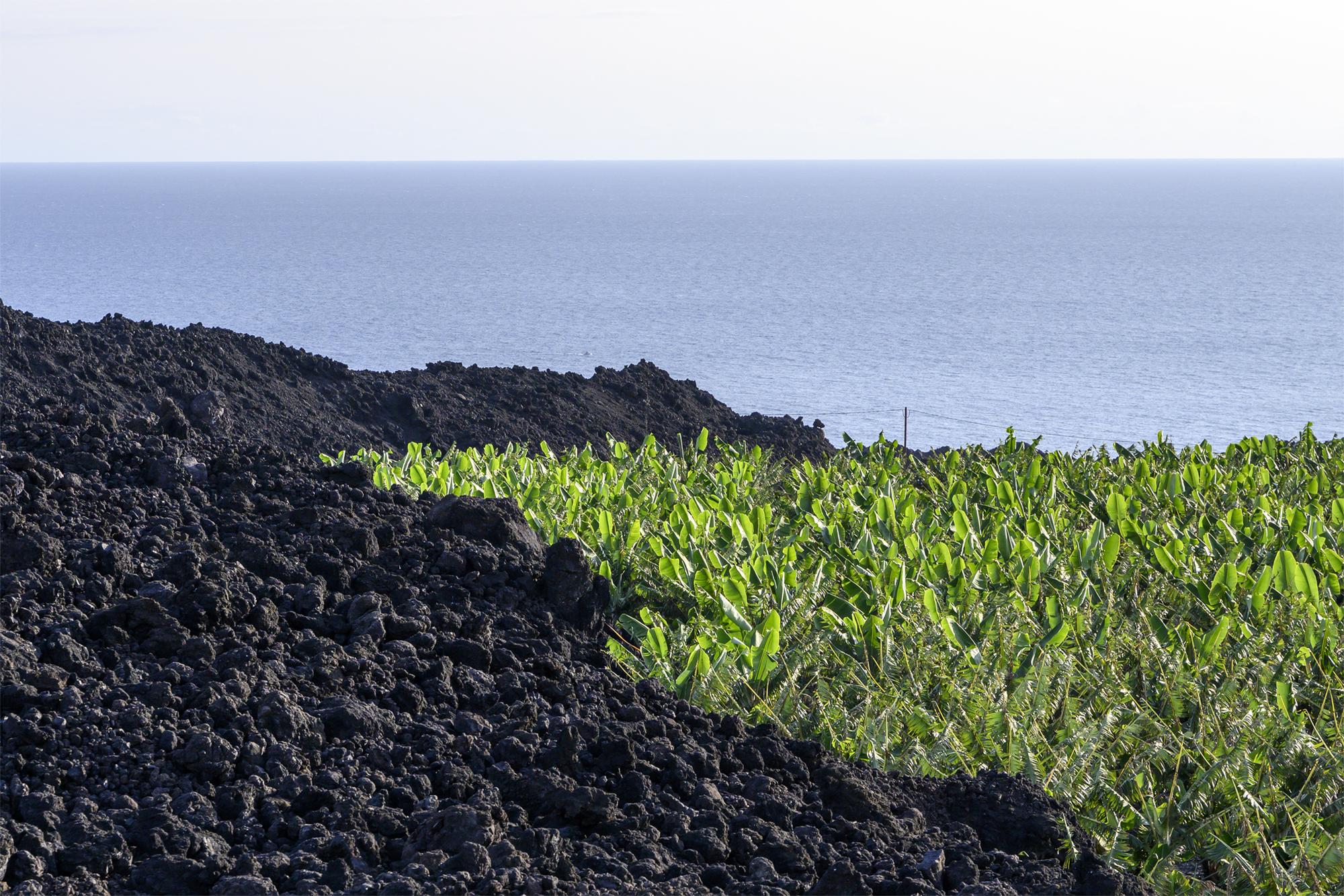 Plataneras en La Palma Canarias